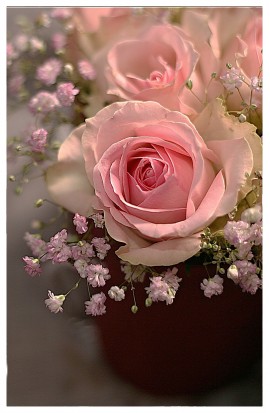 B11 - Jemné romantické ruže