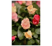 K46 - Krásne ruže rôznej farebnej dostupnosti