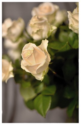 K48 - Bielo-smotanové ružičky