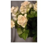 K48 - Bielo-smotanové ružičky