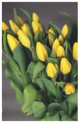 K49 - Žlté tulipány dovezené z Holandska