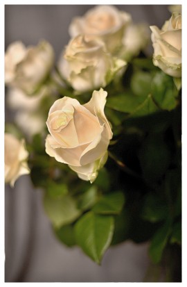 KM3 - Bielo-smotanové ružičky