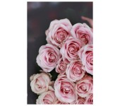 RX2 - Ruže exkluzívne staroružovej farby