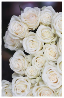 RX3 - Ruže exkluzívne bielo-smotanové